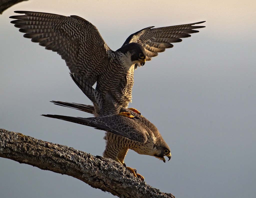 Wanderfalke (Falco peregrinus) Peregrine Falcon