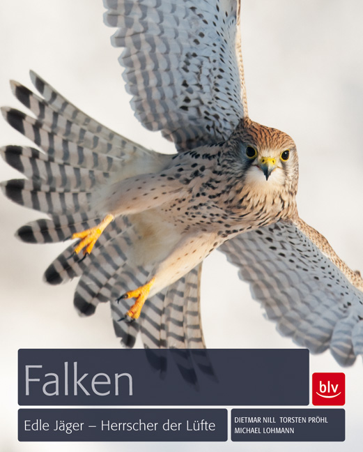 Falken Falken