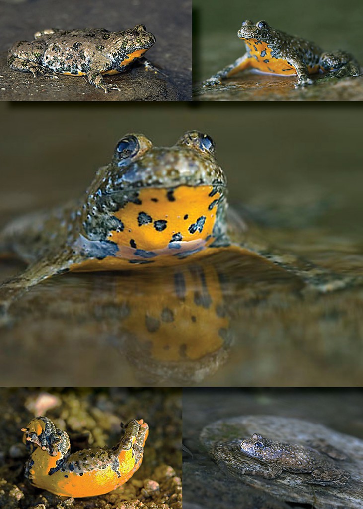 Gelbbauchunke    (Bombina variegata)    Yellow-bellied Toad