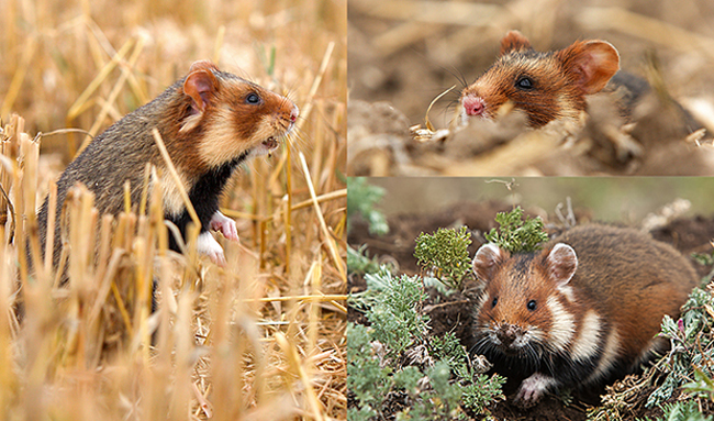 Hamster, Cricetus cricetus, Feldhamster, Black-bellied Hamster, säugetiere, mammals, Nagetiere, Rodentia, rodents, wildtier des jahres 2016