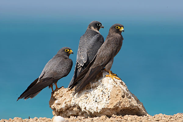 Schieferfalke, Falco concolor, Sooty Falcon