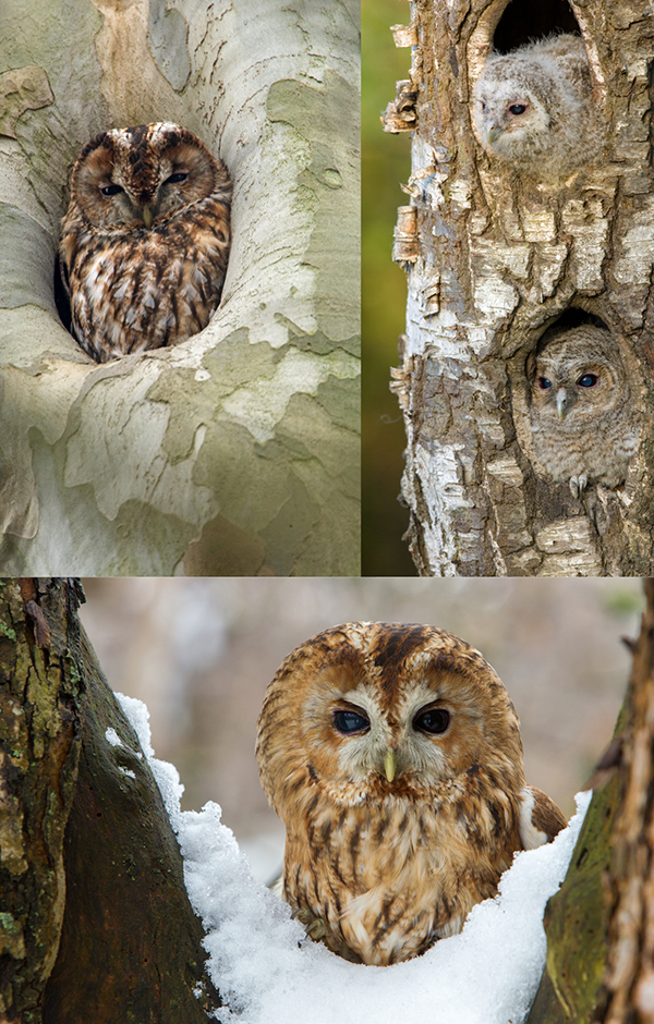 Waldkauz, Strix aluco, Vogel des Jahres 2017, Tawny Owl