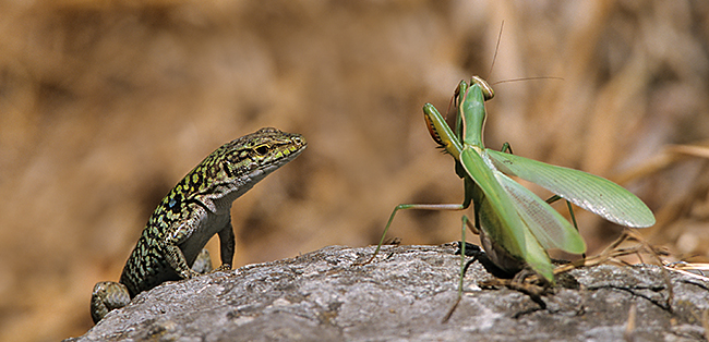 Europäische Gottesanbeterin; Mantis religiosa; Podarcis sicula; Ruineneidechse; beute; fangschrecken; insekten; kriechtiere; reptilien, Gottesanbeterin