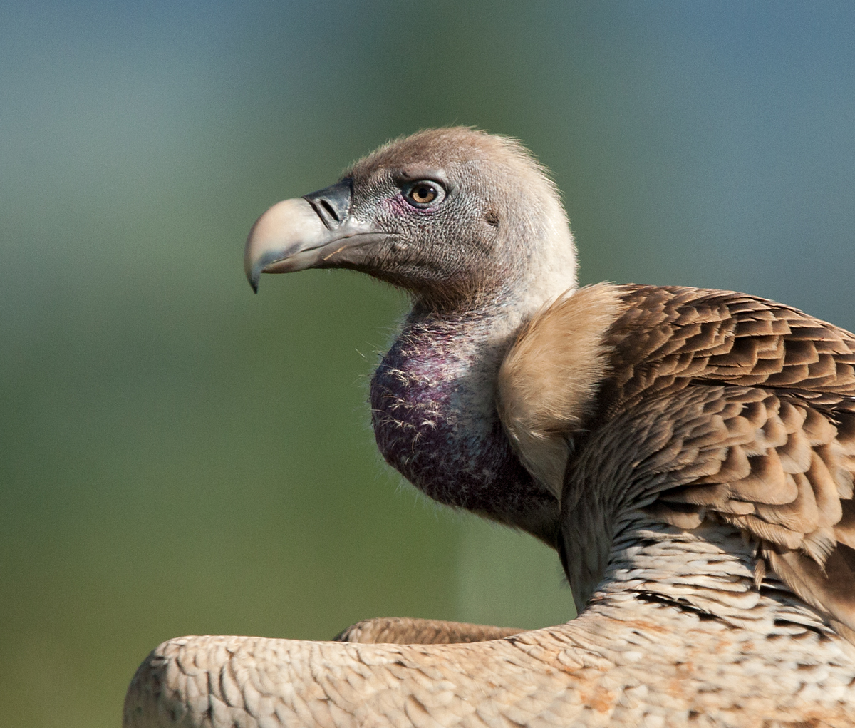 Gyps rueppellii, Gyps rüppellii erlangeri, Sperbergeier, Geier, Greifvögel