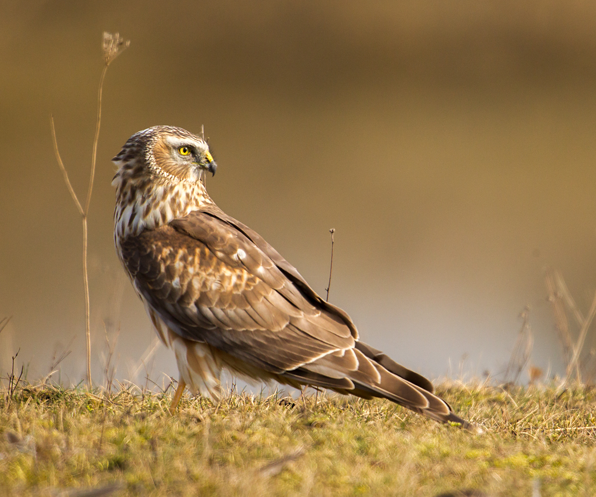 Kornweihe, Circus cyaneus, Hen Harrier, vögel, birds, greifvögel, Accipitriformes, raptors, weibchen