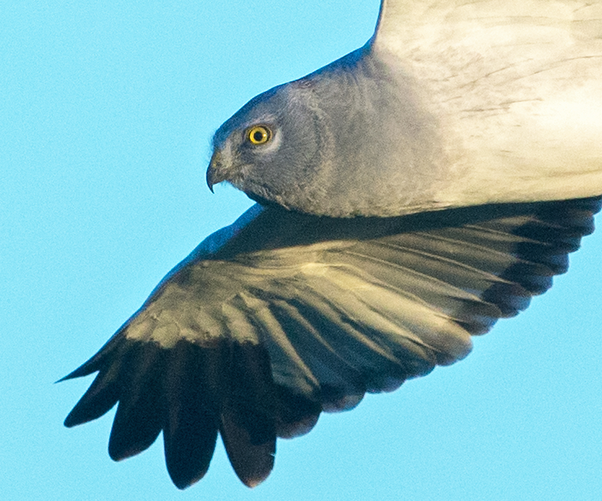 Kornweihe, Circus cyaneus, Hen Harrier, vögel, birds, greifvögel, Accipitriformes, raptors