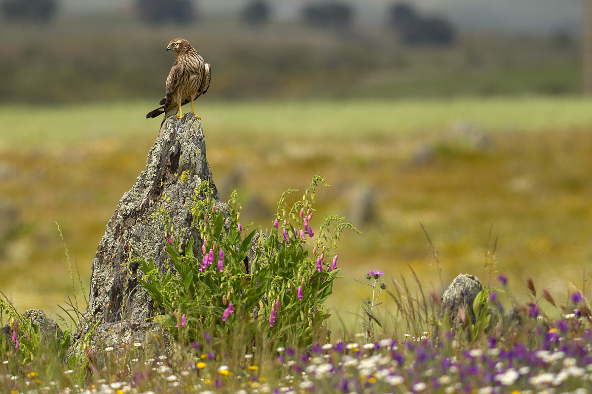 Wiesenweihe, Circus pygargus, Montagu`s Harrier, greifvögel, Accipitriformes, raptors, vögel, birds, weibchen, extremadura