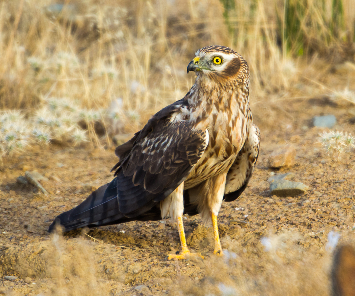 Wiesenweihe, Circus pygargus, Montagu`s Harrier, greifvögel, Accipitriformes, raptors, vögel, birds, weibchen