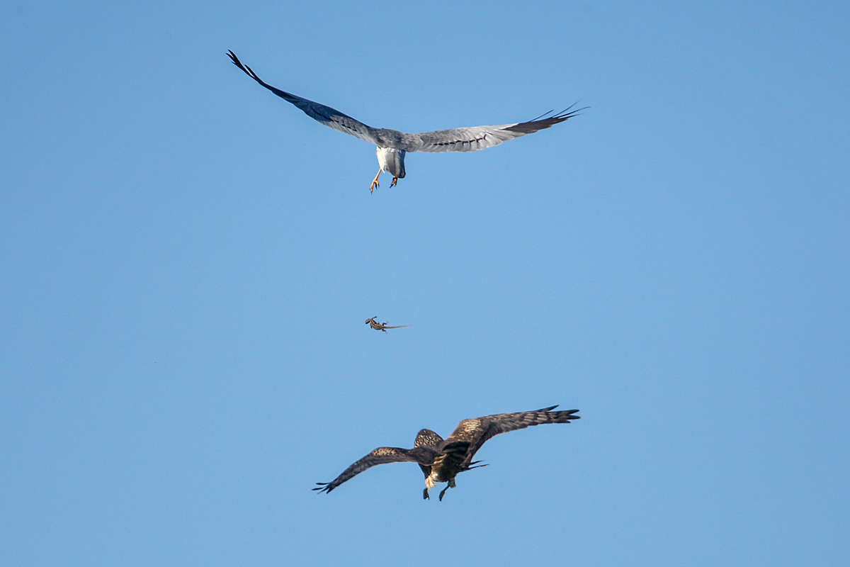 Wiesenweihe, Circus pygargus, Montagu`s Harrier, greifvögel, Accipitriformes, raptors, vögel, birds, männchen, weibchen, balzflug