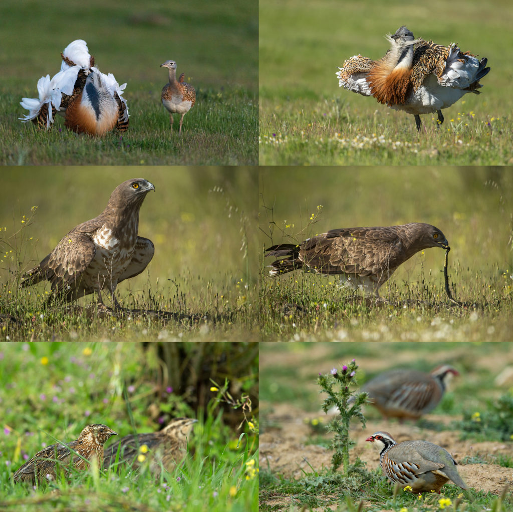 Großtrappe, trappe, schlangenadler, wachtel, rothuhn