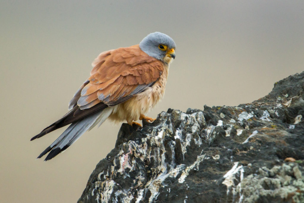 Falco naumanni; Lesser Kestrel; Rötelfalke; Spain; birds; falconiformes; greifvögel; hochforma; male; männchen; pröhl; raptors; spanien; vögel