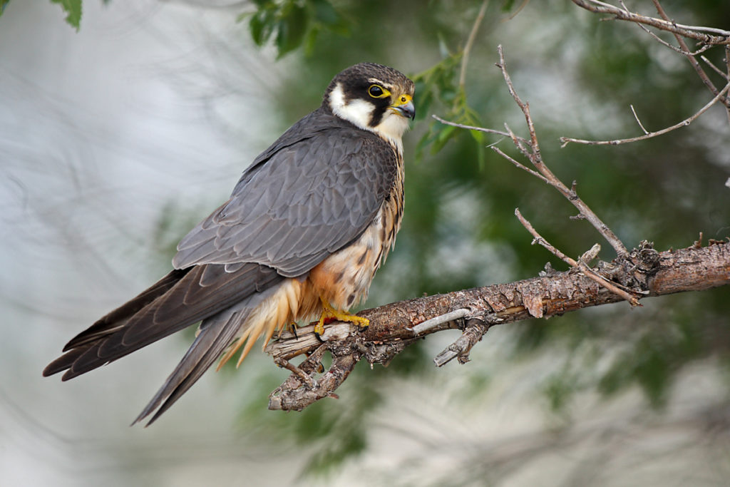 Baumfalke; Falco subbuteo; Hobby; Kasachstan; birds; falconiformes; greifvögel; pröhl; raptors; vögel