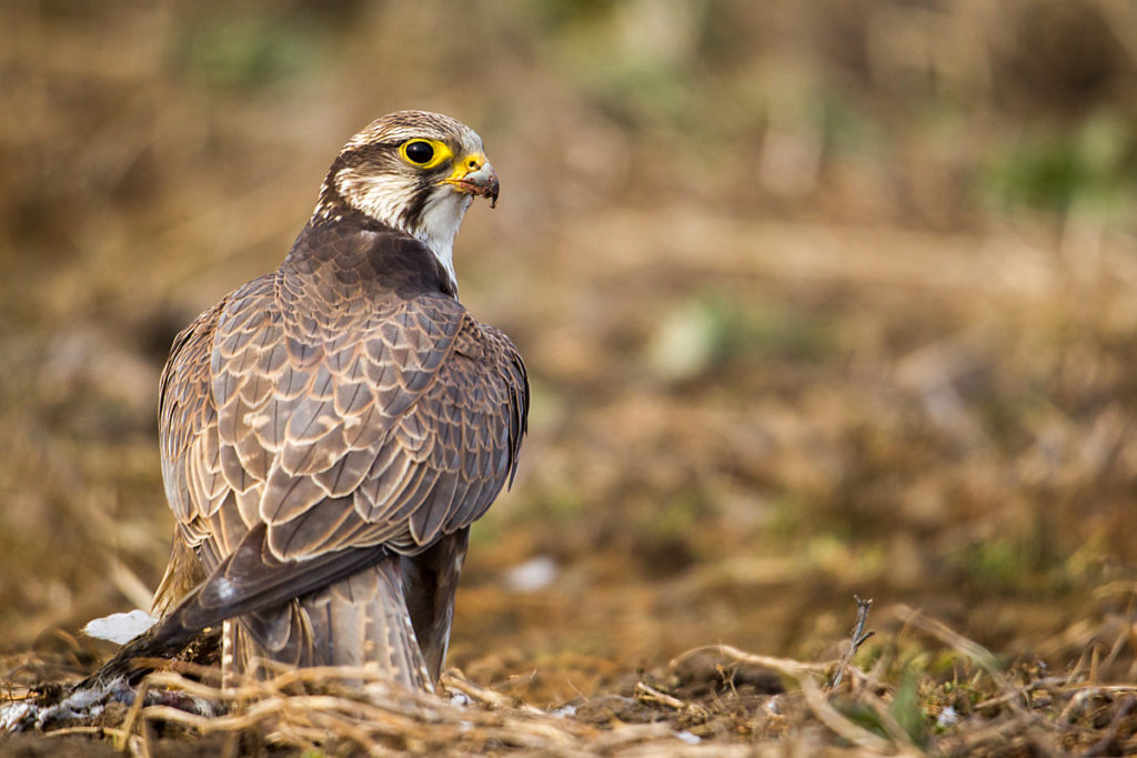 Falco cherrug; Saker Falcon; Sakerfalke; Slowakei; Würgfalke; beute; birds; capture; falconiformes; greifvögel; hunting; jagd; pröhl; raptors; vögel