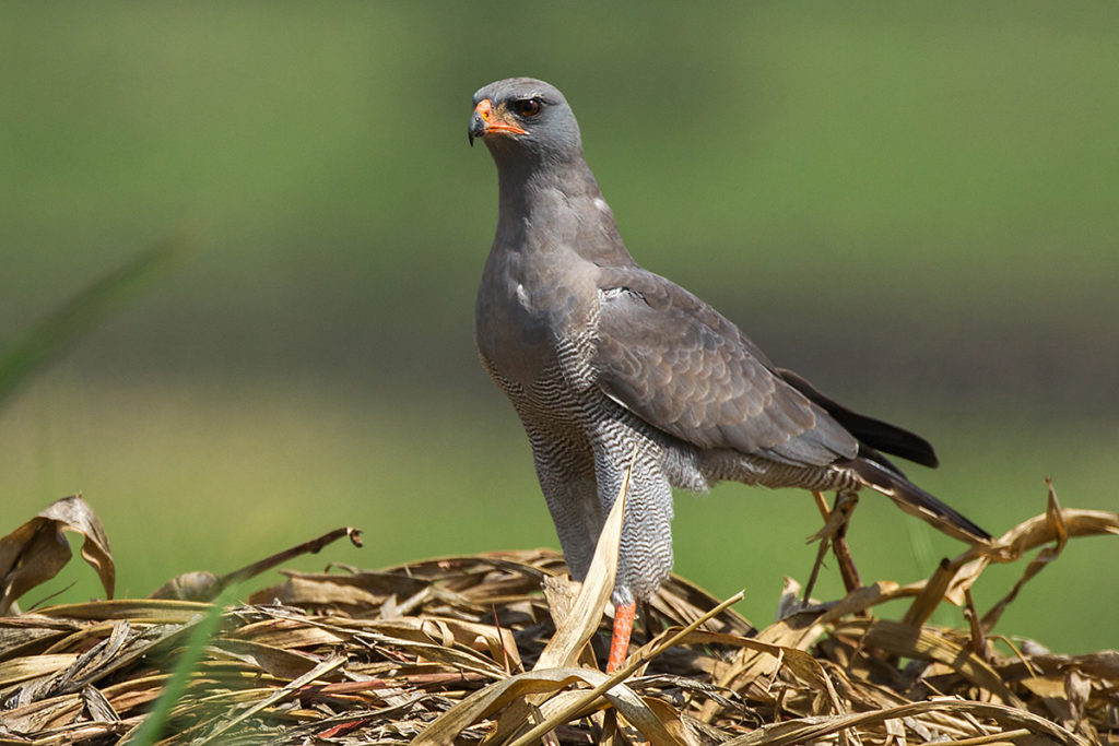 Dark Chanting-Goshawk; Ethiopia; Graubürzel-Singhabicht; Melierax metabates; ad.; birds; falconiformes; greifvögel; pröhl; raptors; singhabicht; vögel