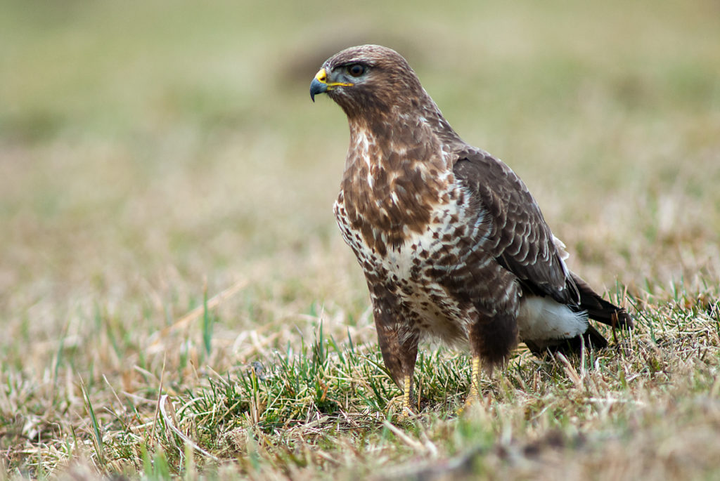 Buteo buteo; Mäusebussard