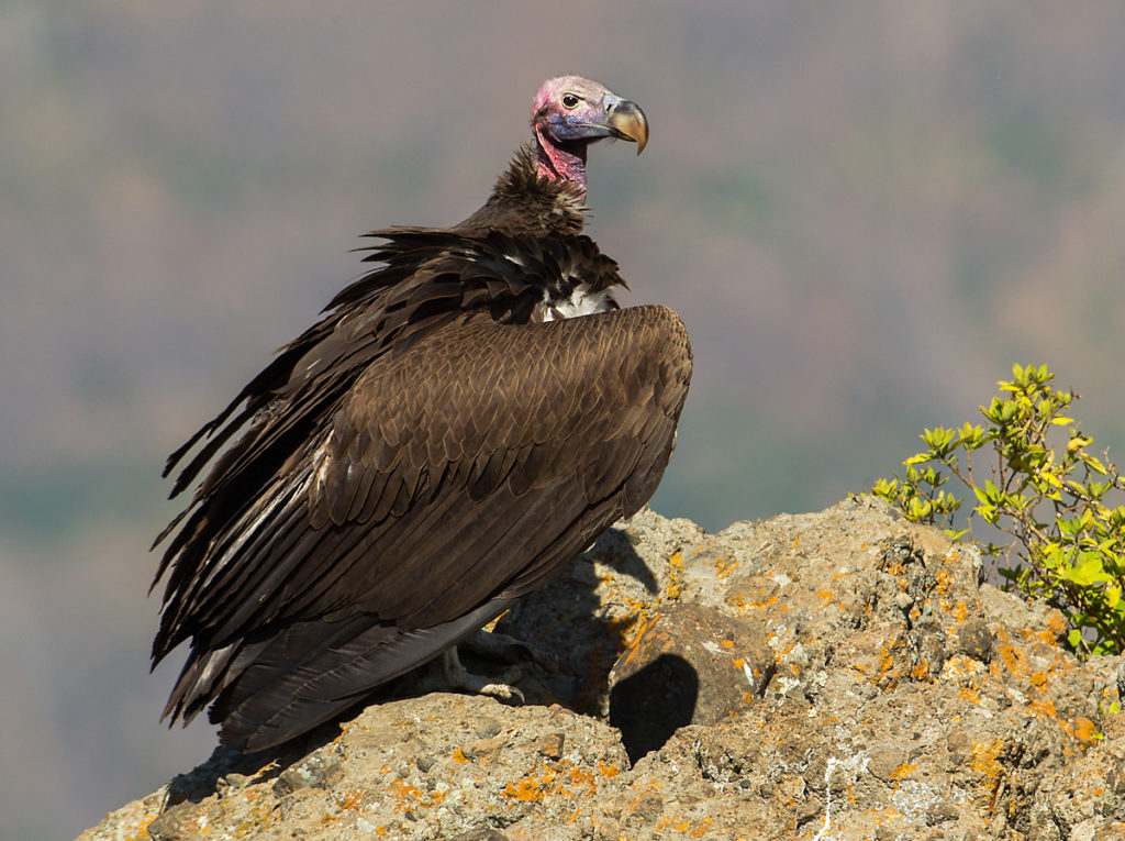 Aegypius tracheliotus; Aethiopien; Ethiopia; Lappet-faced Vulture; Nubian Vulture; Ohrengeier; Torgos tracheliotus; birds; falconiformes; geier; greifvögel; pröhl; raptors; vulture; vöge