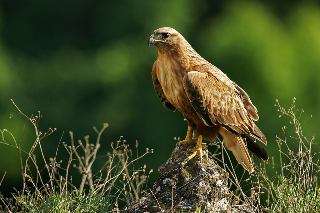 Adlerbussard; Buteo rufinus; bulgarien; greifvögel