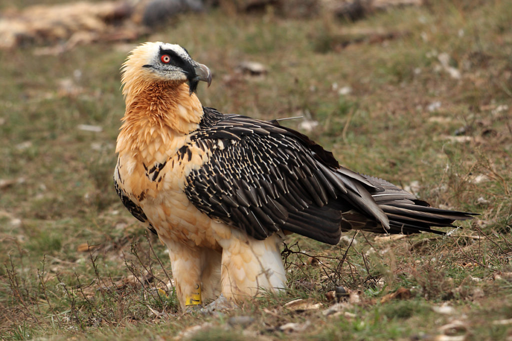 Bartgeier; Gypaetus barbatus; Lammergeier; birds; falconiformes; geier; greifvögel; pröhl; raptors; vulture; vögel