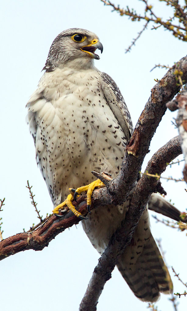 Falco rusticolus; Gerfalke; Gyrfalcon