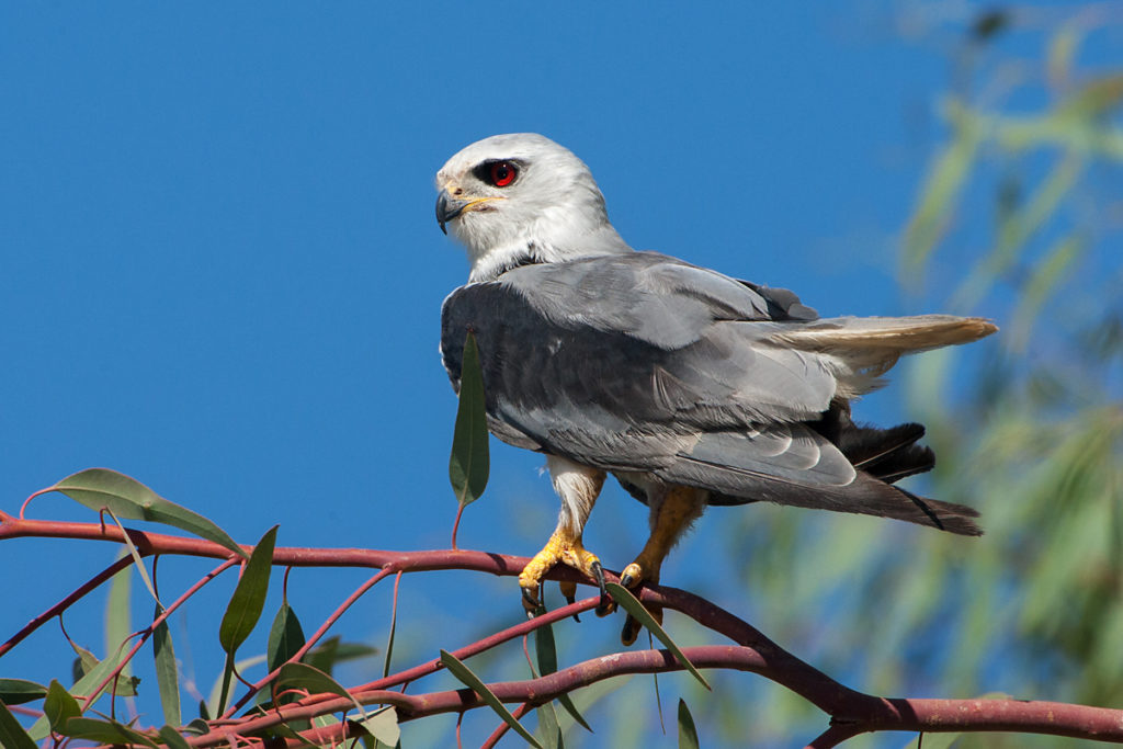 Black-shouldered Kite; Elanus caeruleus; Gleitaar; birds; falconiformes; greifvögel; pröhl; raptors; vöge