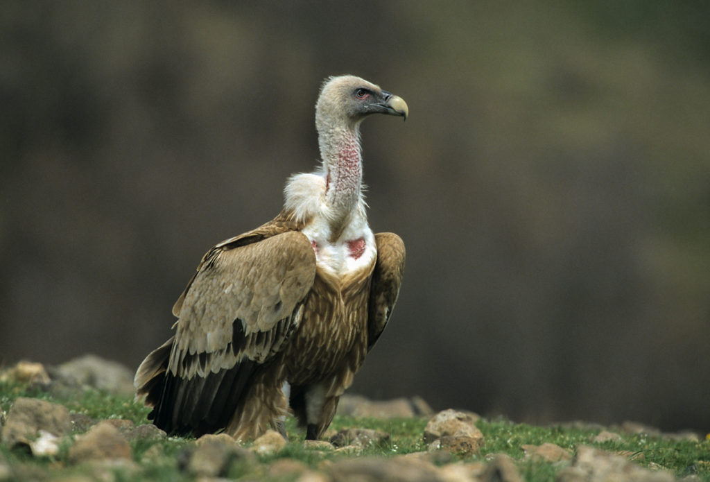 Gänsegeier, Gyps fulvus, Griffon Vulture, greifvögel; Accipitriformes; raptors; geier; vögel; birds; vulture