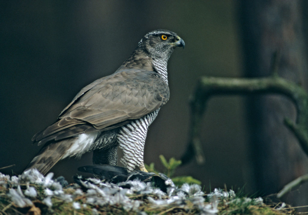 Accipiter gentilis; Habicht; beute; greifvögel; leo; vögel; weibchen