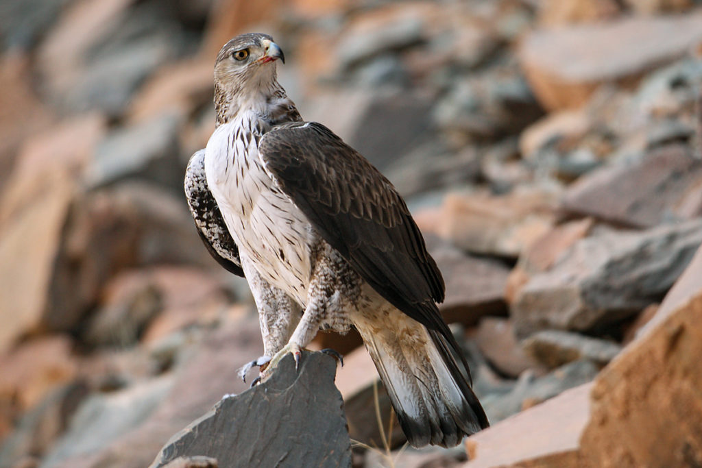 Aquila fasciata; Bonelli`s Eagle; Habichtsadler; adler; birds; eagle; falconiformes; greifvögel; marokko; pröhl; raptors; vögel