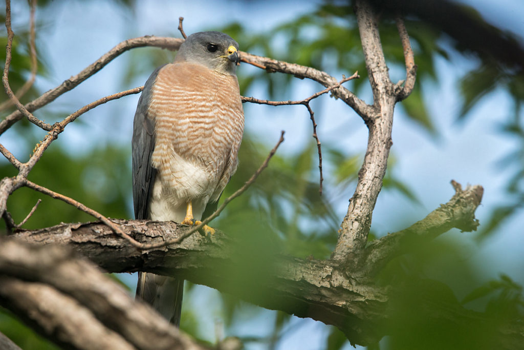 Accipiter brevipes; Armenia; Armenien; Kurzfangsperber; Levant Sparrowhawk; Short-toed Sparrowhawk; birds; falconiformes; greifvögel; male; männchen; pröhl; raptors; vögel