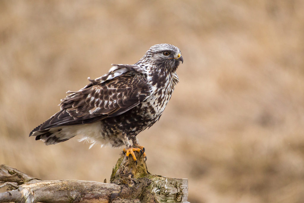 Buteo lagopus; Rauhfußbussard; Rough-legged Buzzard; ad.; birds; falconiformes; greifvögel; male; männchen; pröhl; raptors; vögel