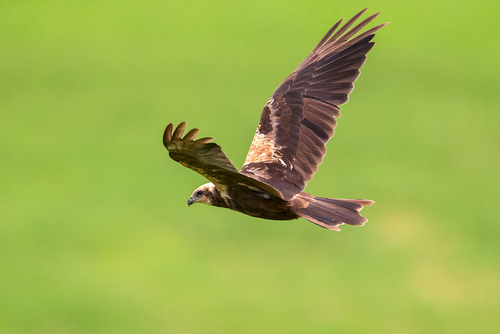 Circus aeruginosus; Marsh Harrier; Rohrweihe; birds; falconiformes; female; flight; flug; greifvögel; pröhl; raptors; vögel; weibchen