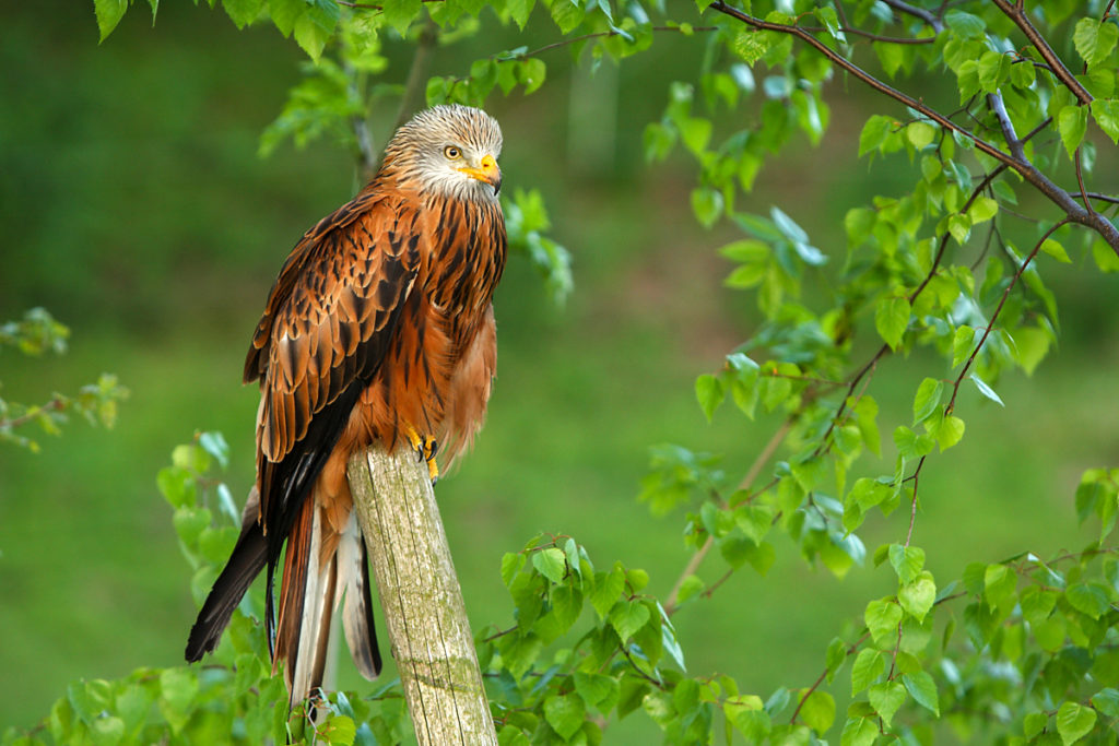 Milvus milvus; Red Kite; Roter Milan; Rotmilan; birds; falconiformes; greifvögel; pröhl; raptors; vögel