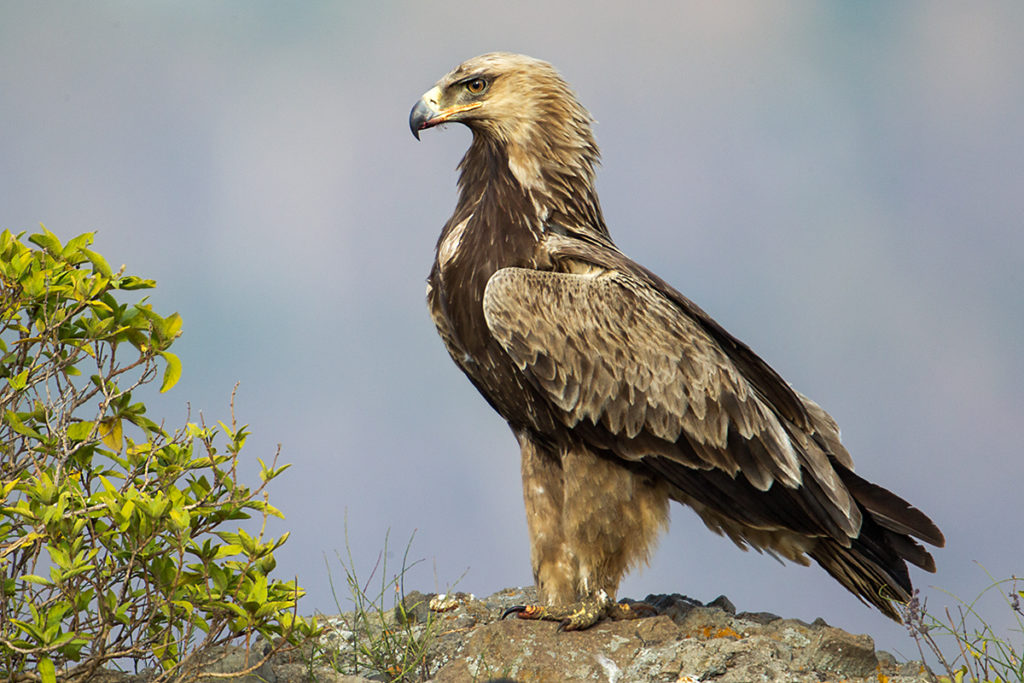  Aquila rapax; Ethiopia; Raubadler; Savannenadler; Tawny Eagle; adler; birds; eagle; falconiformes; greifvögel; pröhl; raptors; vögel