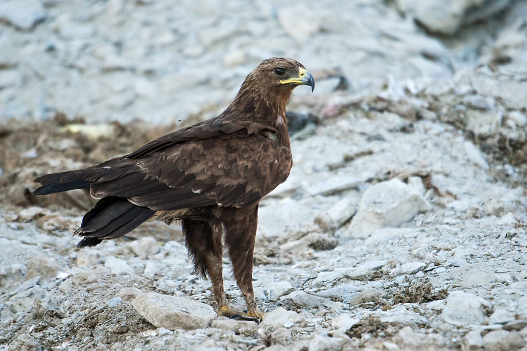 Aquila clanga; Oman; Schelladler; Spotted Eagle; ad.; adler; birds; eagle; falconiformes; greifvögel; pröhl; raptors; vögel