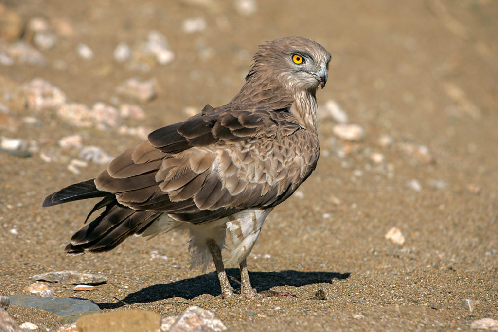 Circaetus gallicus; Schlangenadler; adler; extremadura; greifvögel; pröhl; spanien; vögel