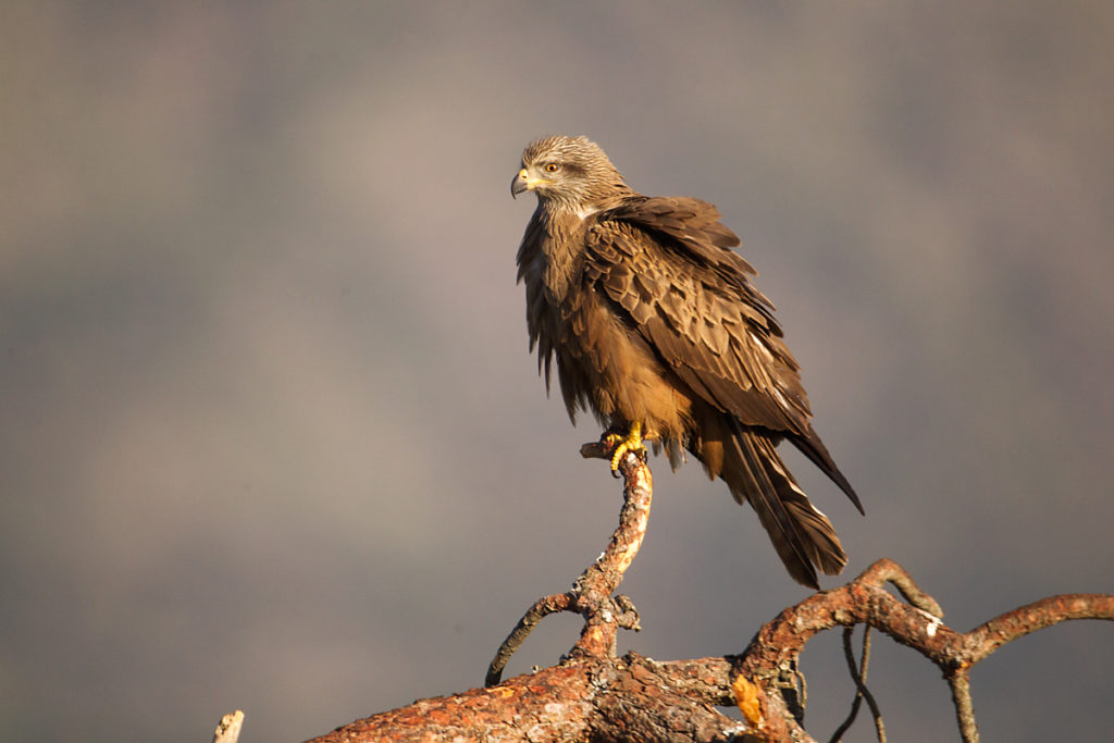 Avila; Black Kite; Milan; Milvus migrans; Schwarzer Milan; Schwarzmilan; Spain; birds; falconiformes; greifvögel; pröhl; raptors; spanien; vögel