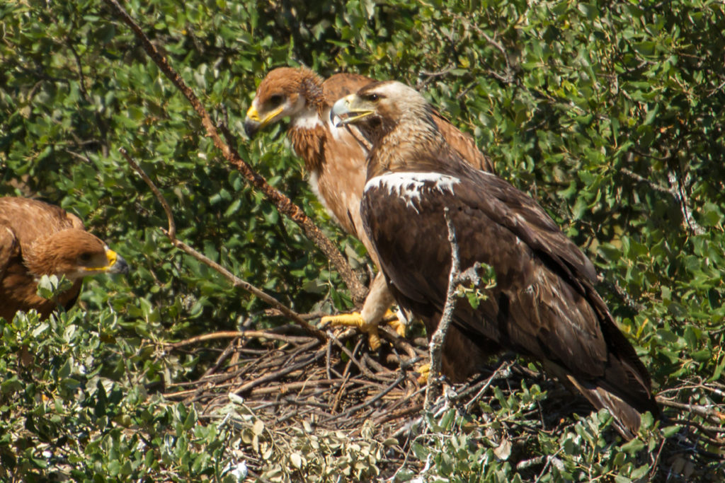 Adalbert's Eagle; Andalusien; Aquila adalberti; Iberian Imperial Eagle; Spain; Spanischer Kaiseradler; Spanish Imperial Eagle; birds; breed; brut; falconiformes; greifvögel; horst; nest; pröhl; raptors; spanien; vögel