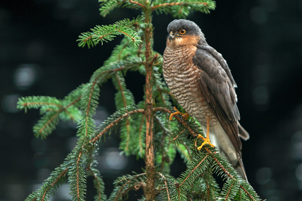 Accipiter nisus; Sparrowhawk; Sperber; ad.; birds; falconiformes; greifvögel; male; männchen; pröhl; raptors; vögel