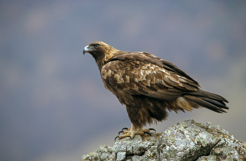 Aquila chrysaetos; Steinadler; bulgarien; greifvögel