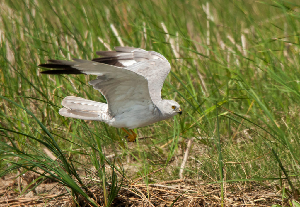 Circus macrourus; Kasachstan; Pallid Harrier; Steppenweihe; birds; falconiformes; flight; flug; greifvögel; male; männchen; pröhl; raptors; tränke; vögel