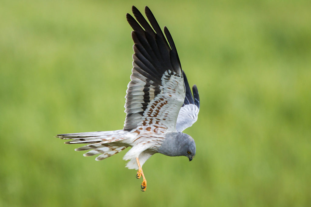 Circus aeruginosus; Marsh Harrier; birds; falconiformes; female; flight; flug; greifvögel; pröhl; raptors; vögel; weibchen; Circus pygargus; Montagu`s Harrier; Spain; Wiesenweihe; male; männchen; spanien