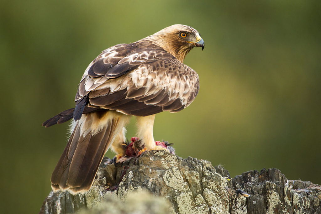 Aquila pennata; Booted Eagle; Hieraaetus pennatus; Spain; Zwergadler; adler; birds; eagle; extremadura; falconiformes; greifvögel; pröhl; raptors; spanien; vögel