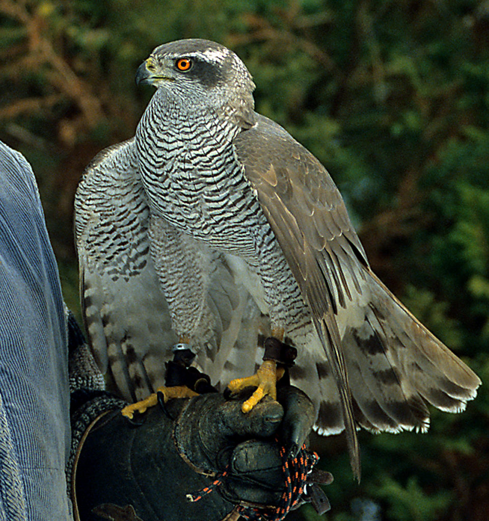 Accipiter gentilis; Goshawk; Habicht, Beizhabicht, Falknerei