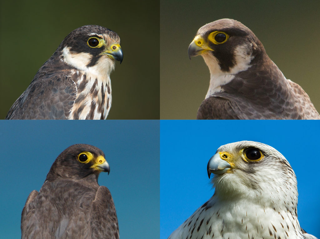 falconiformes; falken; greifvögel; raptors; vögel