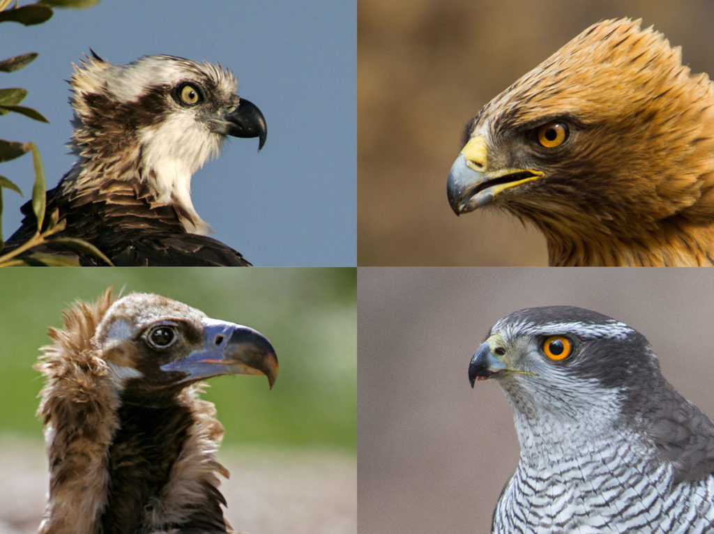 Accipitriformes; birds; greifvögel; raptors; vögel