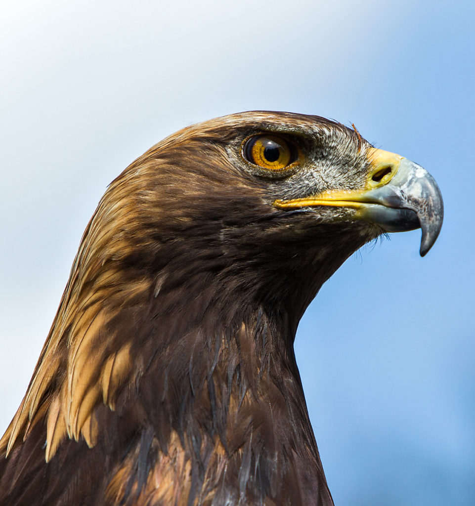 Aquila chrysaetos; Golden Eagle; Steinadler; adler; birds; eagle; falconiformes; greifvögel; pröhl; raptors; vögel