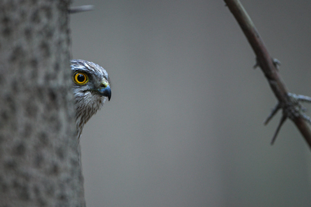 Accipiter nisus; Accipitriformes; Sparrowhawk; Sperber; birds; falconiformes; greifvögel; juv.; male; männchen; pröhl; raptors; vöge