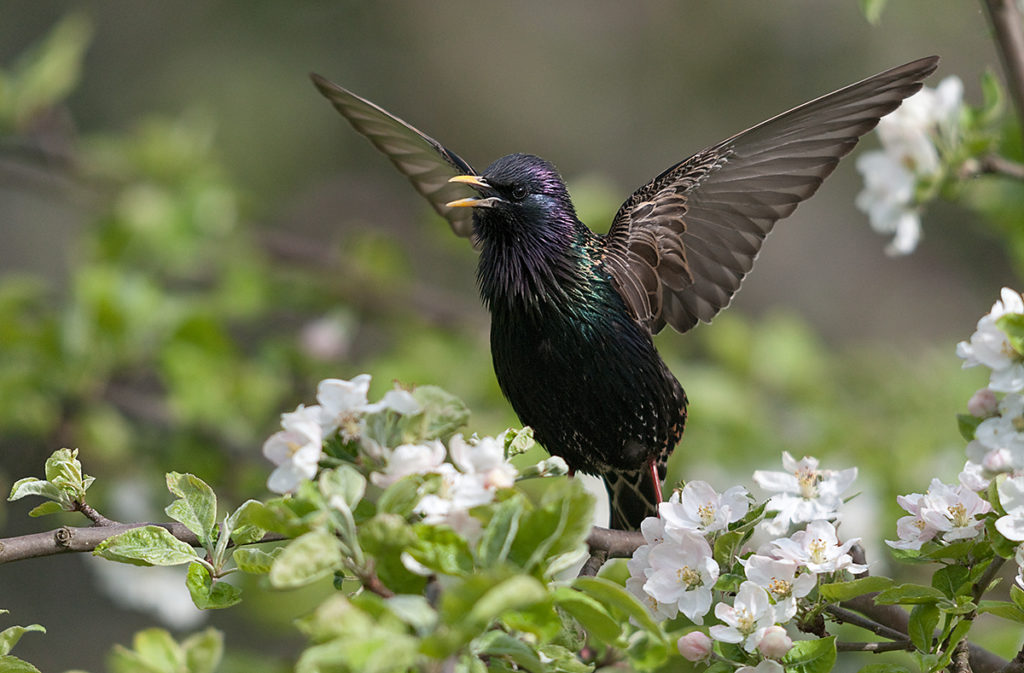 Star; Starling; Sturnus vulgaris; balz; birds; courtship display; frühling; gesang; leo; passeri; singing; singvögel; songbirds; spring; streuobstwiese; vögel