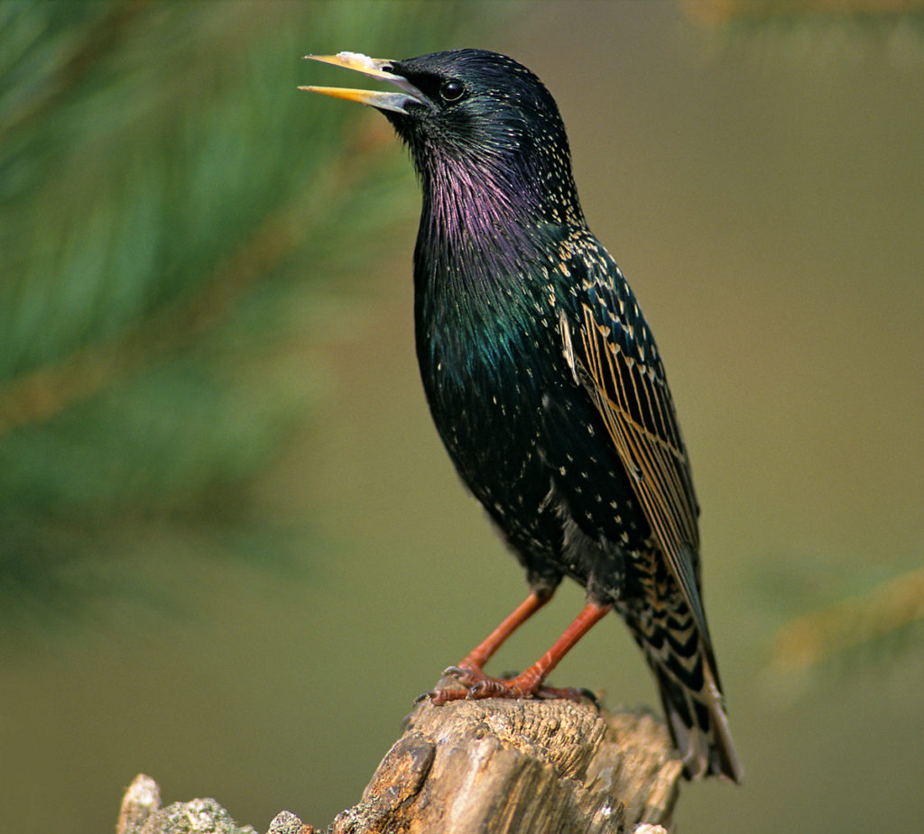 Star, Sturnus vulgaris, Starling, singvögel, passeri, songbirds, vögel, birds, vogel, Vogel des Jahres 2018 