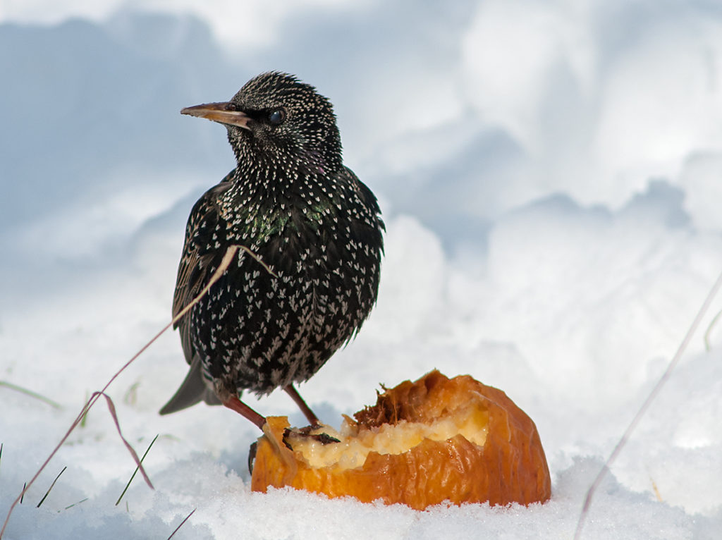 Star; Sturnus vulgaris; leo; singvögel; streuobstwiese; winter