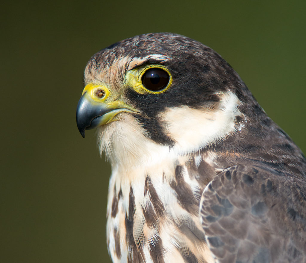Baumfalke; Falco subbuteo; Hobby; birds; falconiformes; greifvögel; raptors; vögel